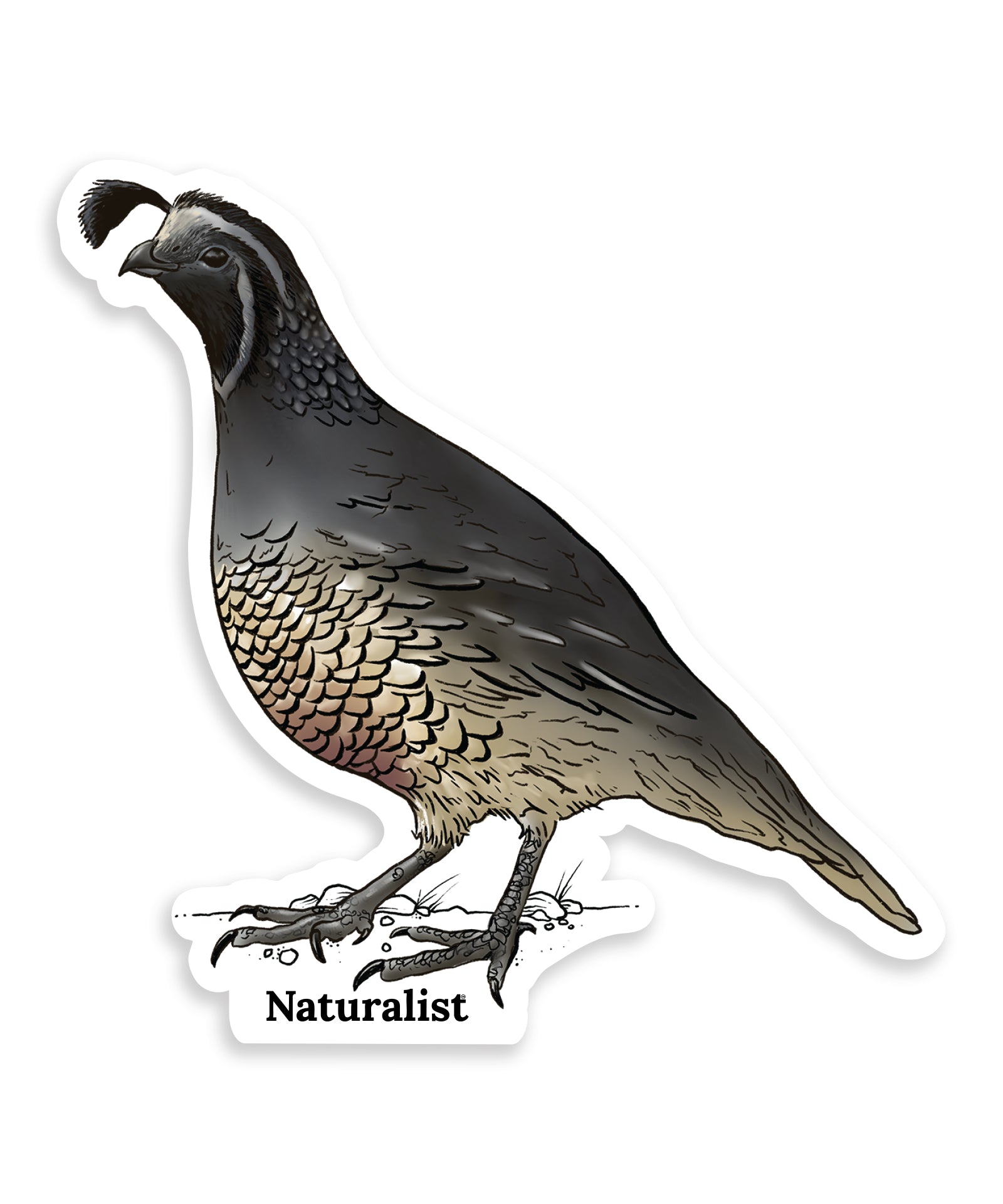 Illustration of a california quail with 'Naturalist' text on a white background