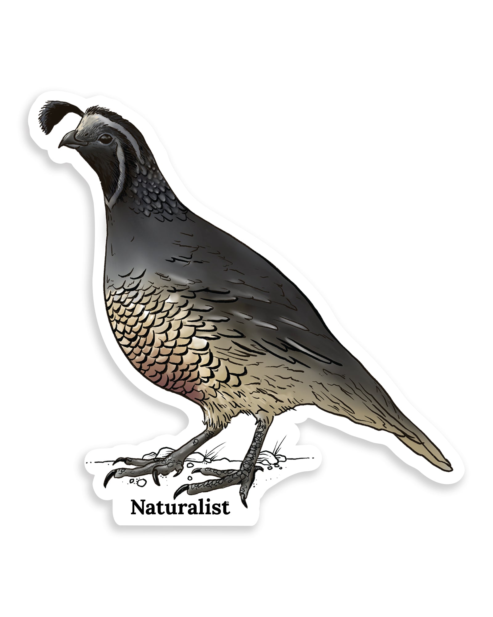 Illustration of a california quail with 'Naturalist' text on a white background