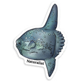 Sticker of an ocean sunfush with 'Naturalist' text on a white background