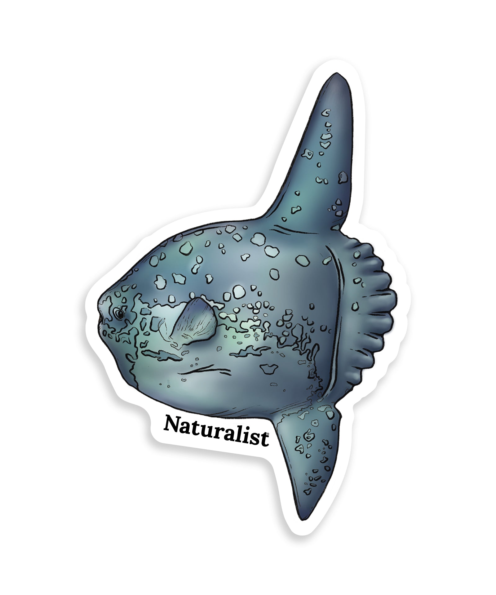 Sticker of an ocean sunfush with 'Naturalist' text on a white background