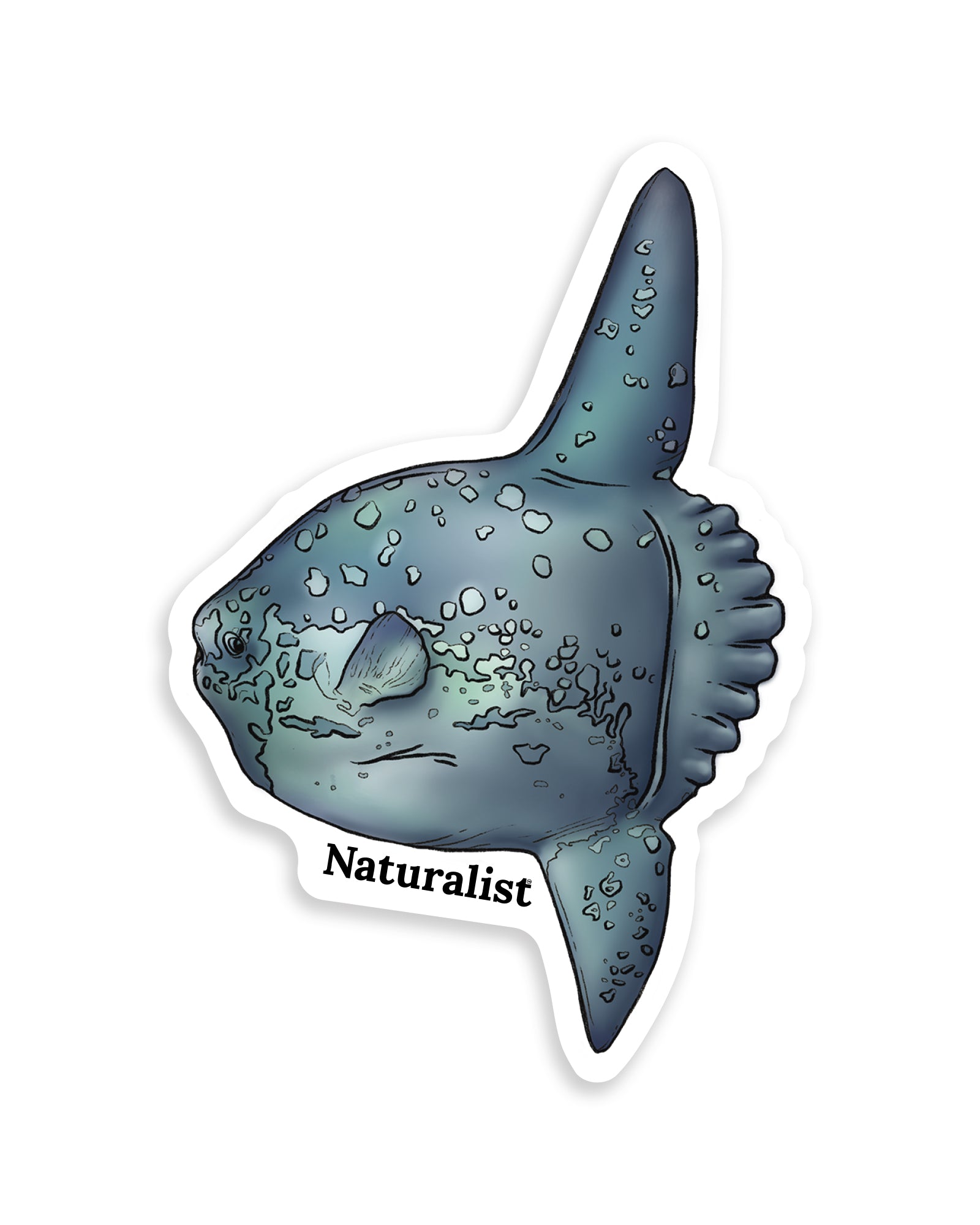 Sticker of an ocean sunfush with 'Naturalist' text on a white background