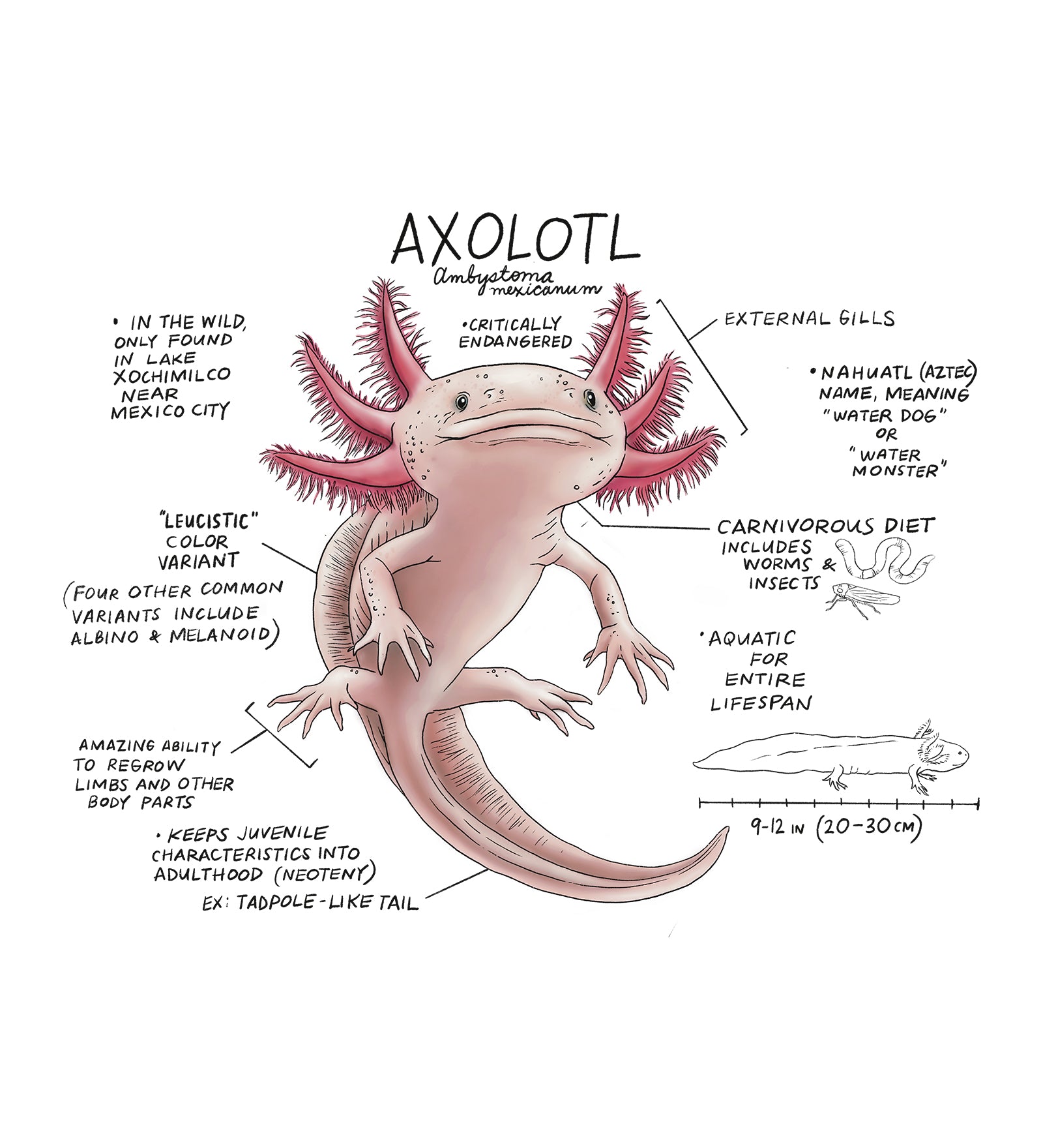Illustration of an axolotl with labeled features on a white background