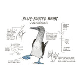 Illustration of a blue-footed booby with labeled parts on a white background