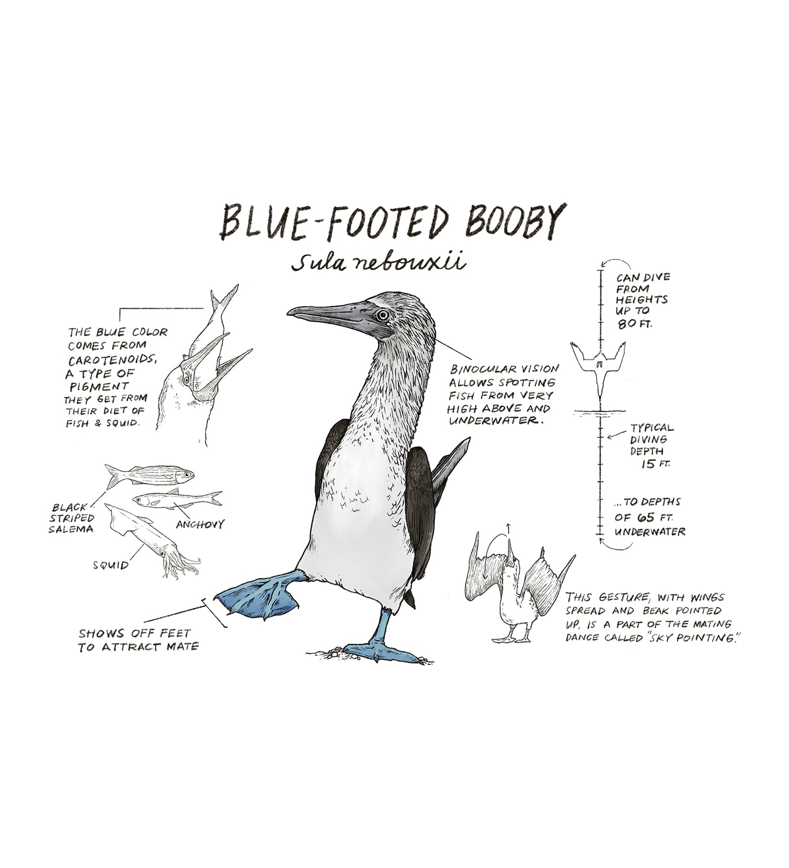 Illustration of a blue-footed booby with labeled parts on a white background