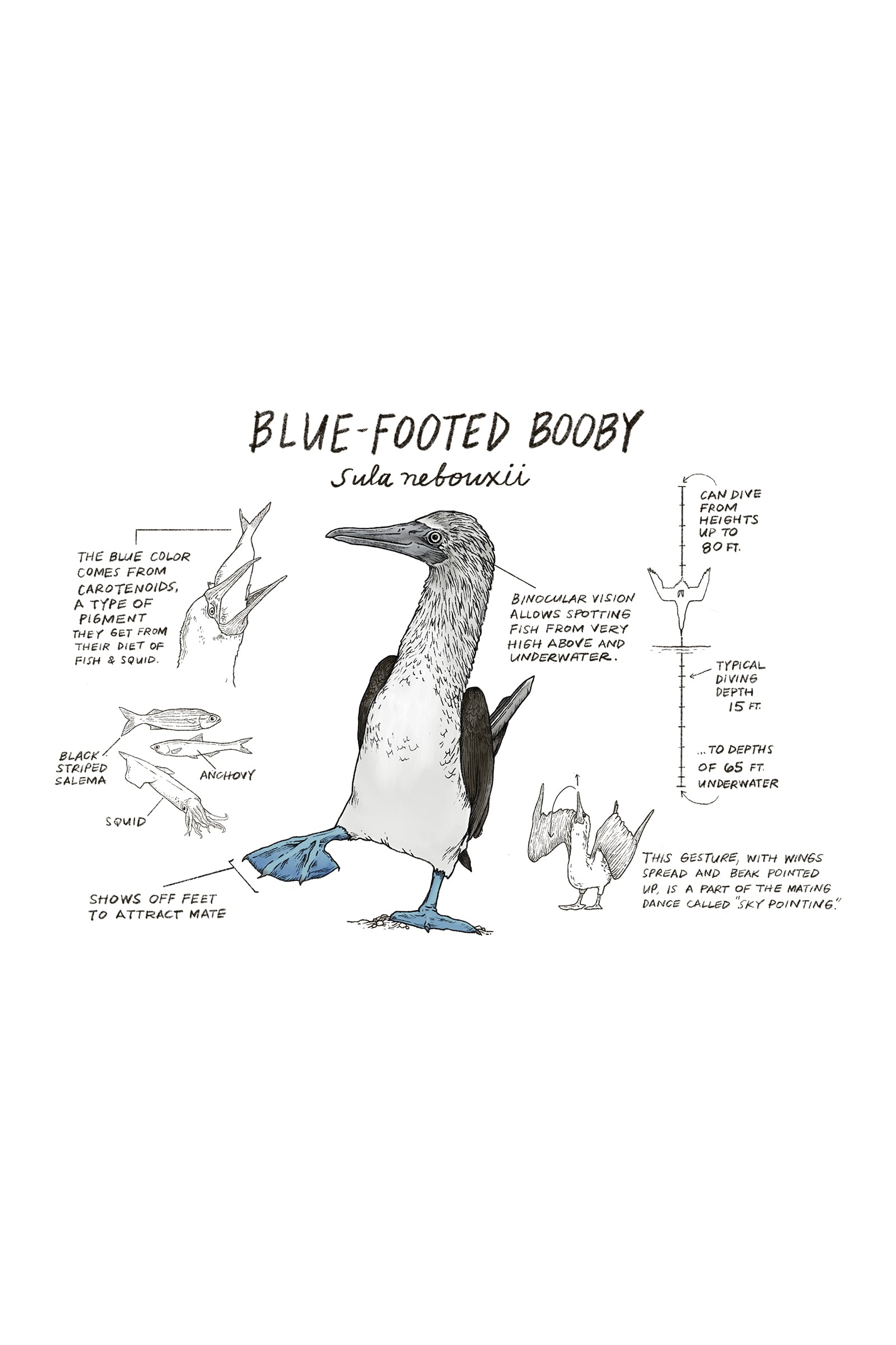 Illustration of a blue-footed booby with labeled parts on a white background
