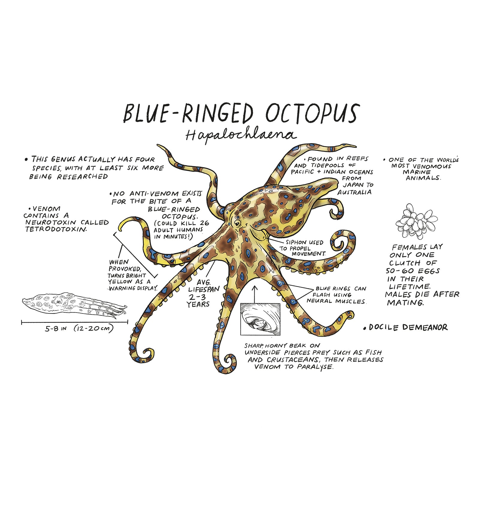 Illustration of a blue-ringed octopus with educational text on a white background