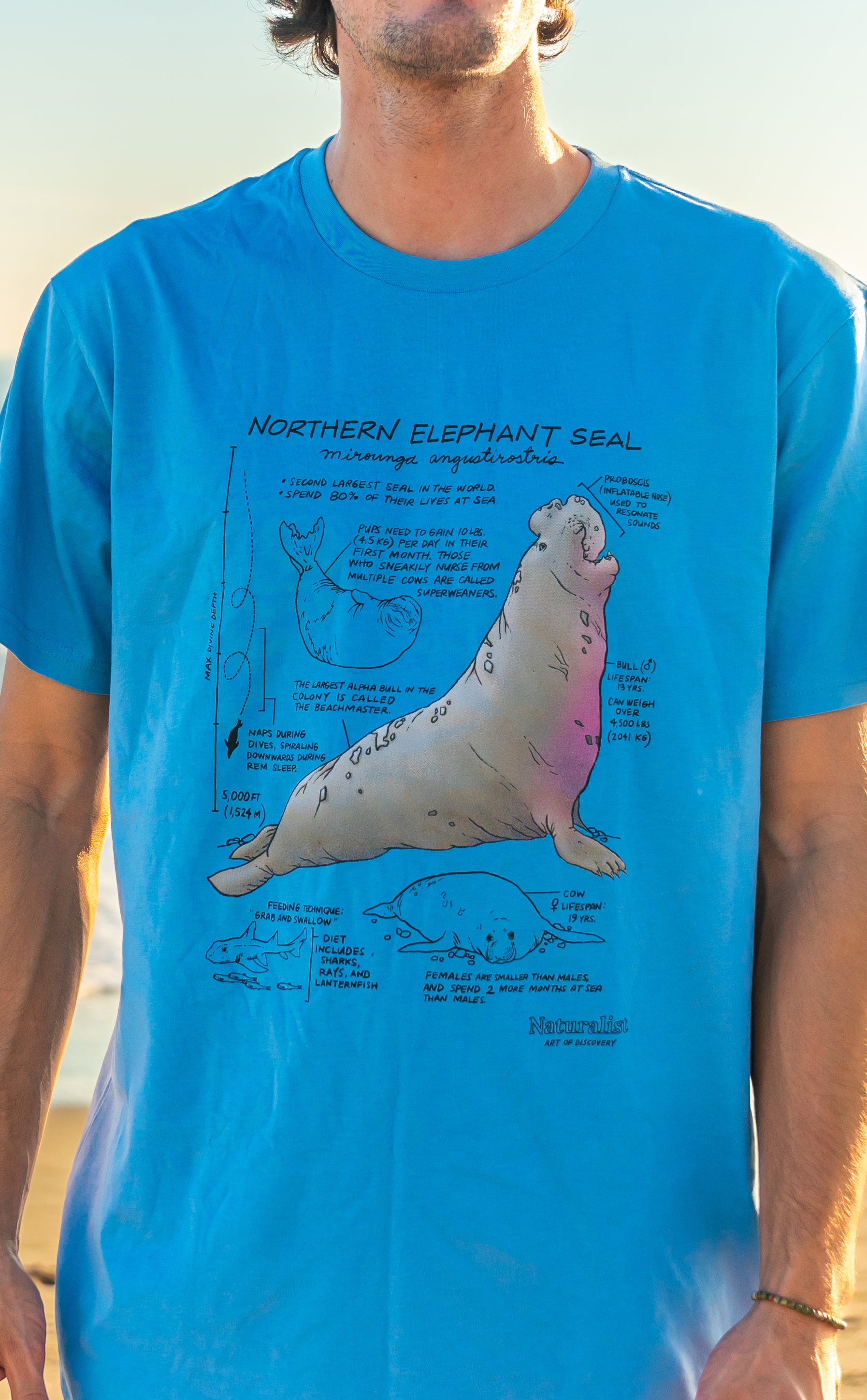 Person wearing a blue t-shirt with a graphic of a northern elephant seal and text.