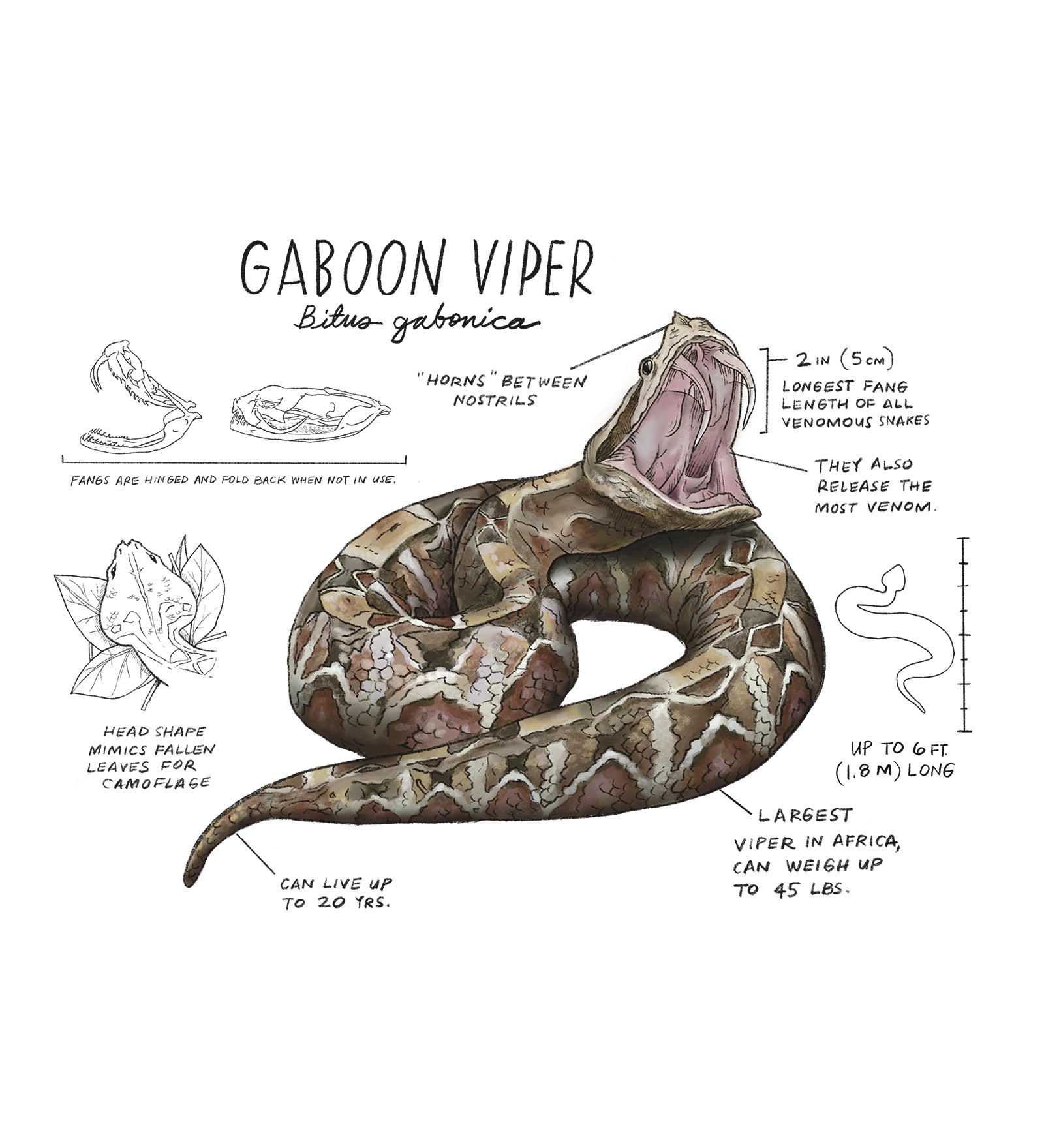 Illustration of a Gaboon viper with scientific details on a white background