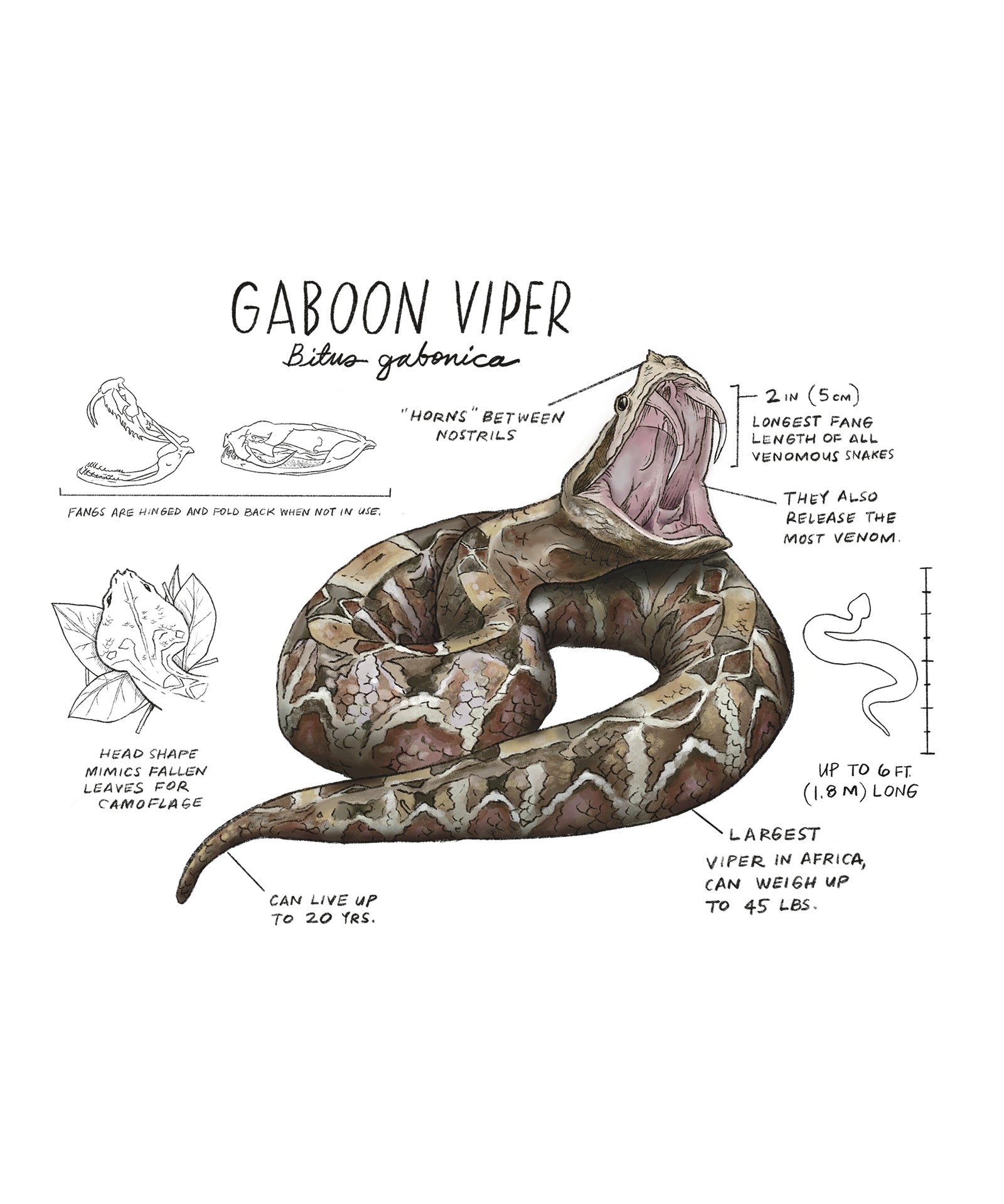 Illustration of a Gaboon viper with scientific details on a white background