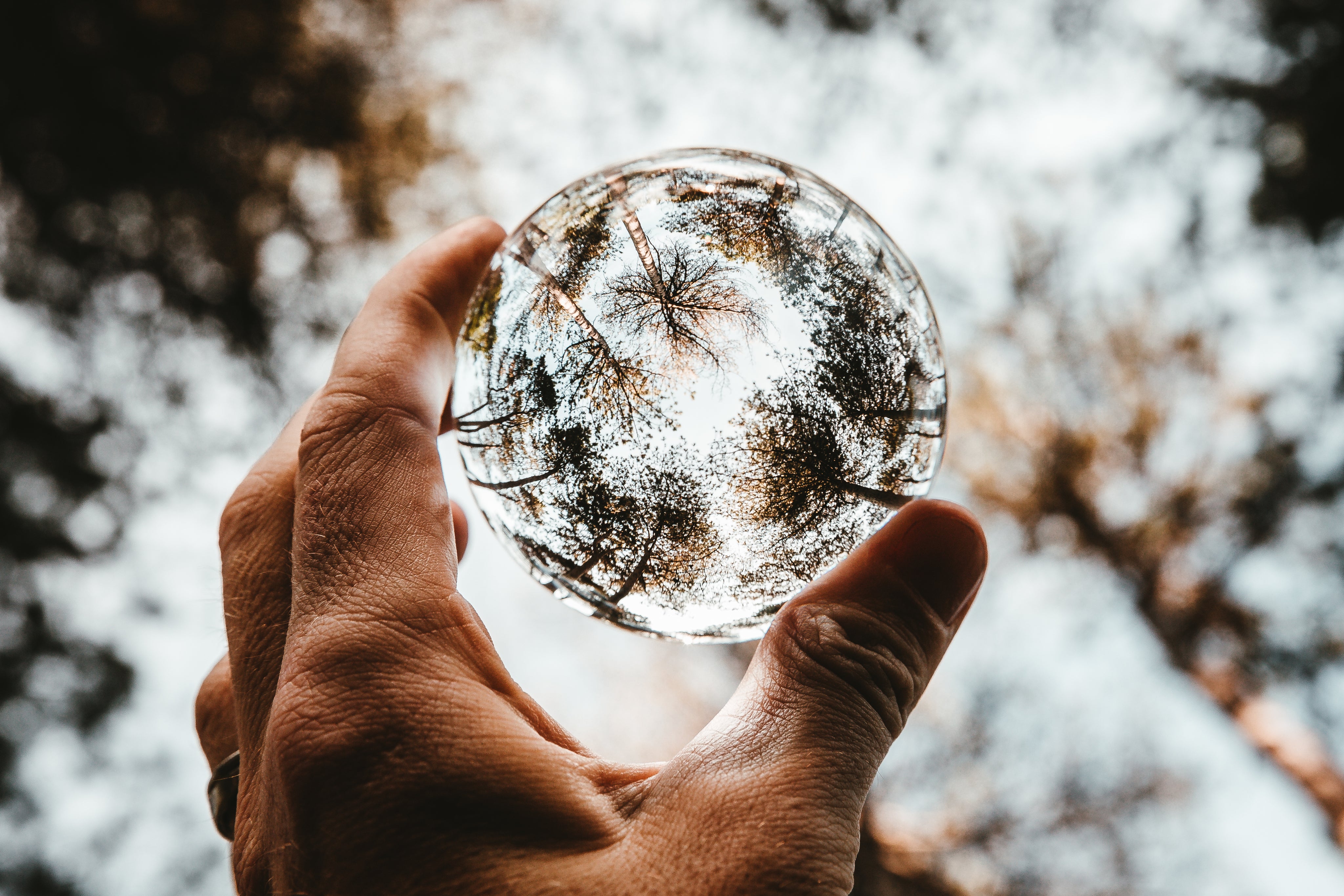 circular lens looking at the forest