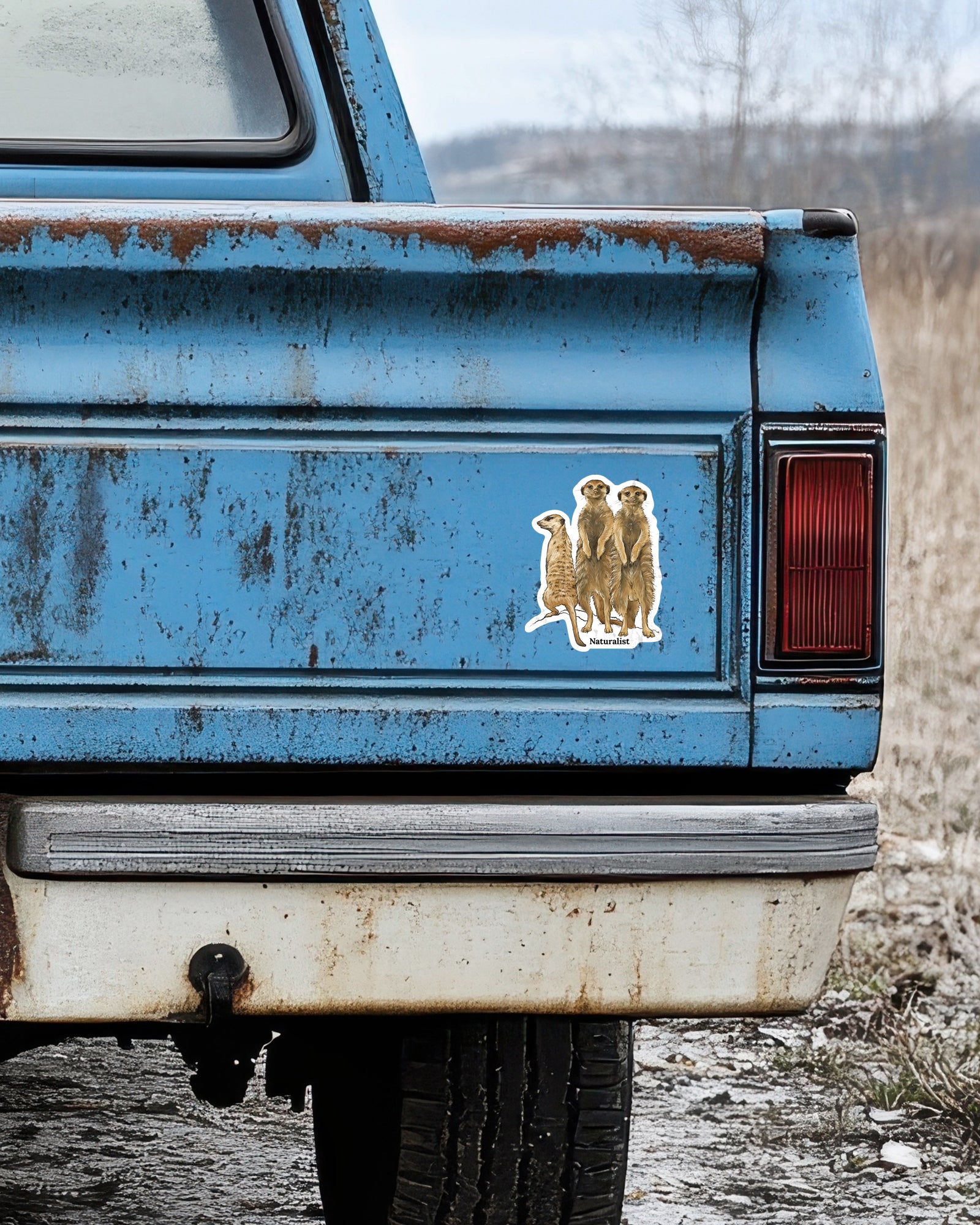 Rustic blue truck with a sticker of three meerkats on a blurred natural background