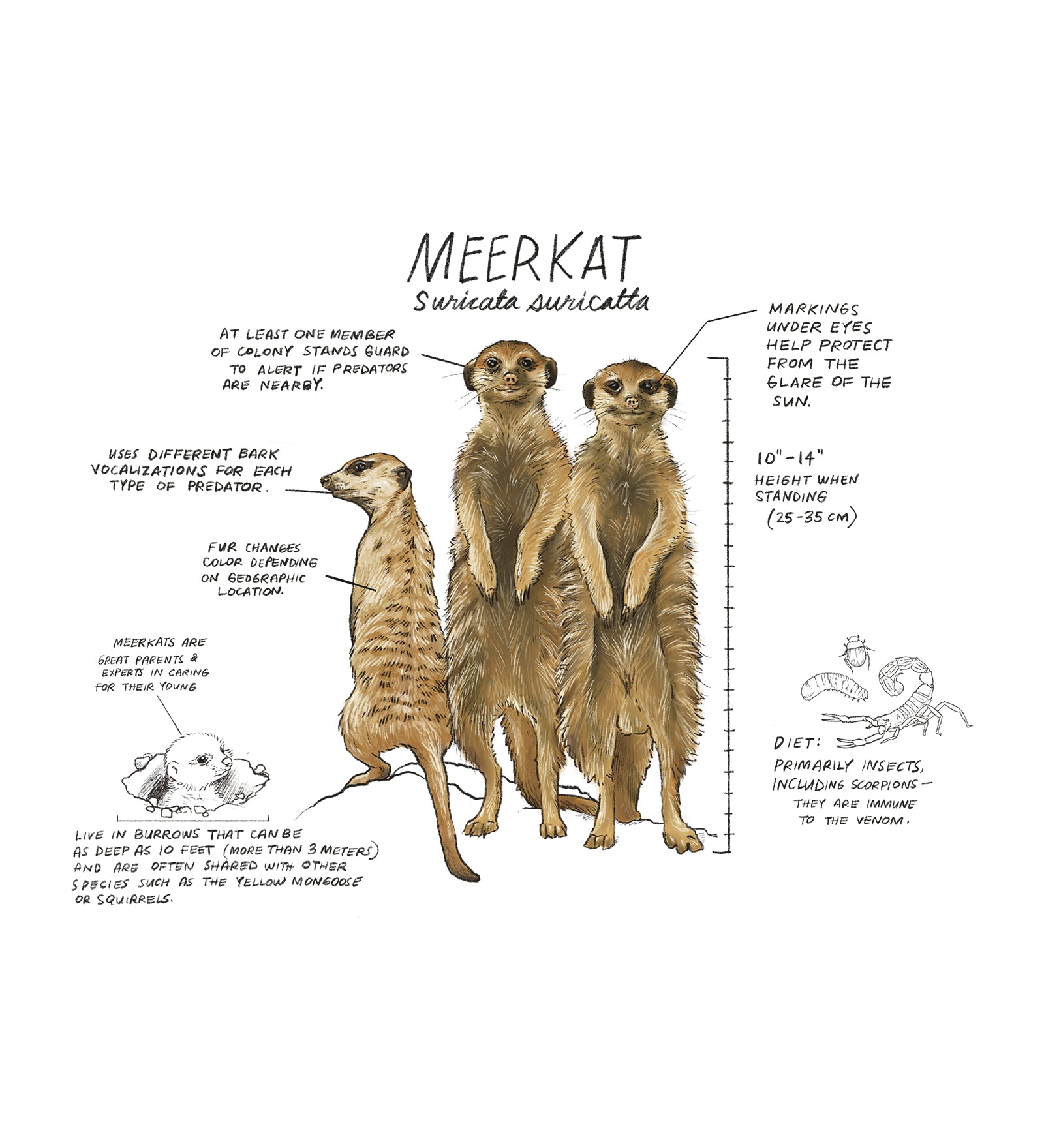 Illustration of a group of meerkats with text and measurements on a white background