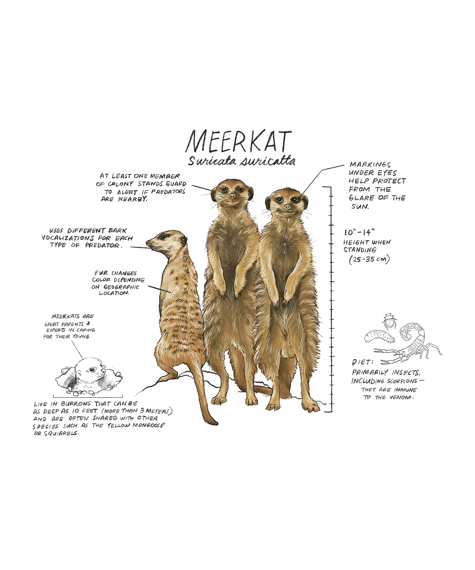 Illustration of a group of meerkats with text and measurements on a white background