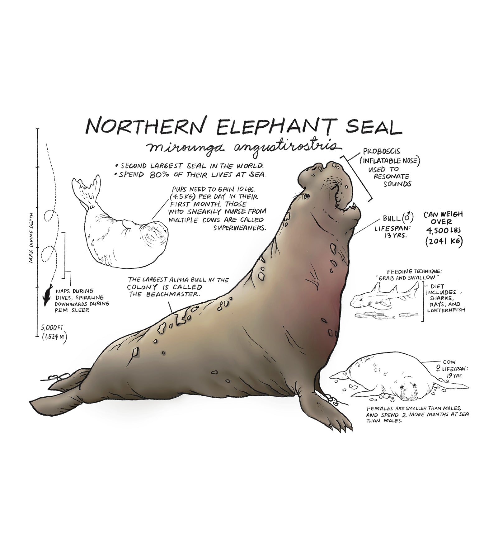 Illustration of a northern elephant seal with text on a white background