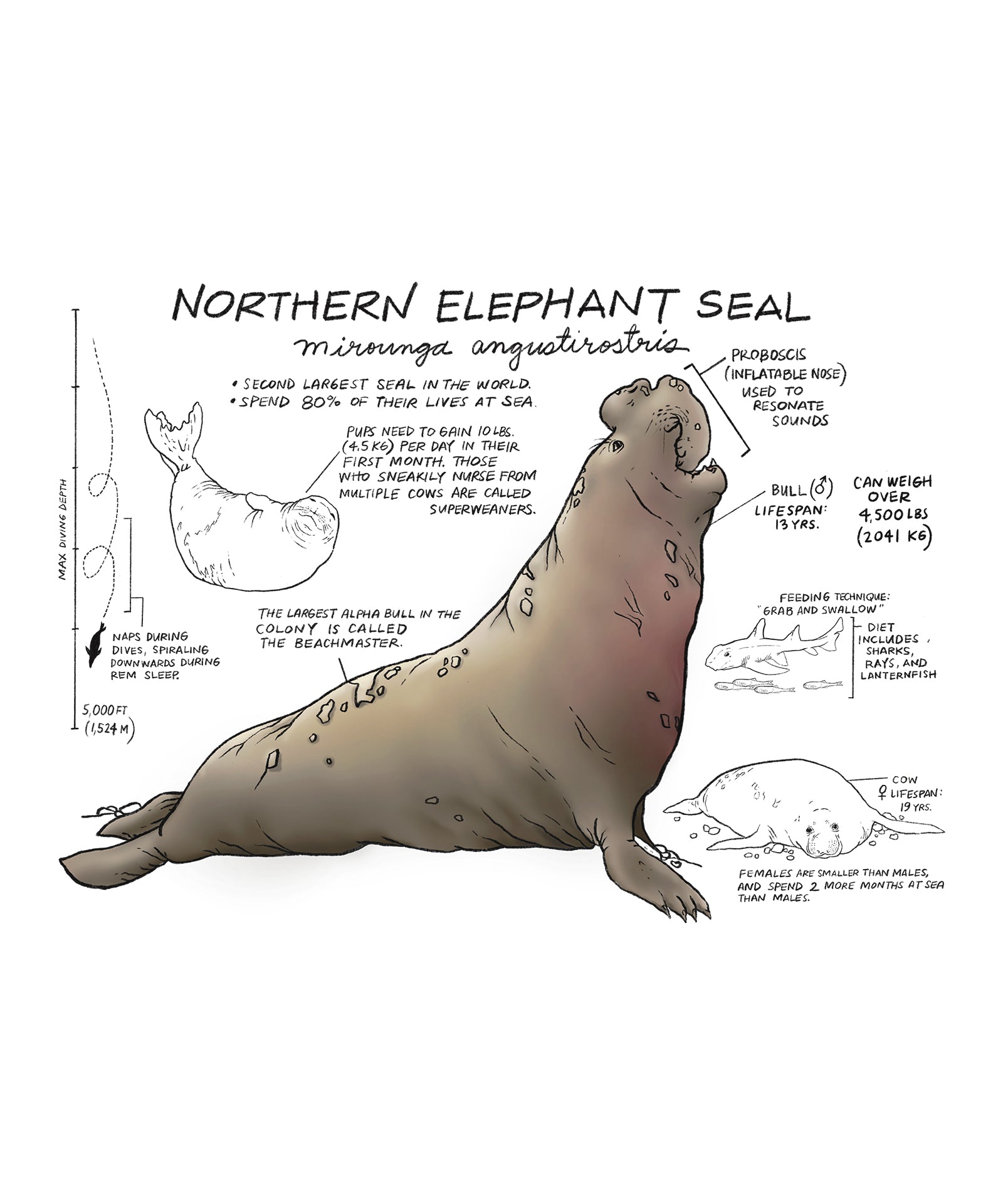 Illustration of a northern elephant seal with text on a white background