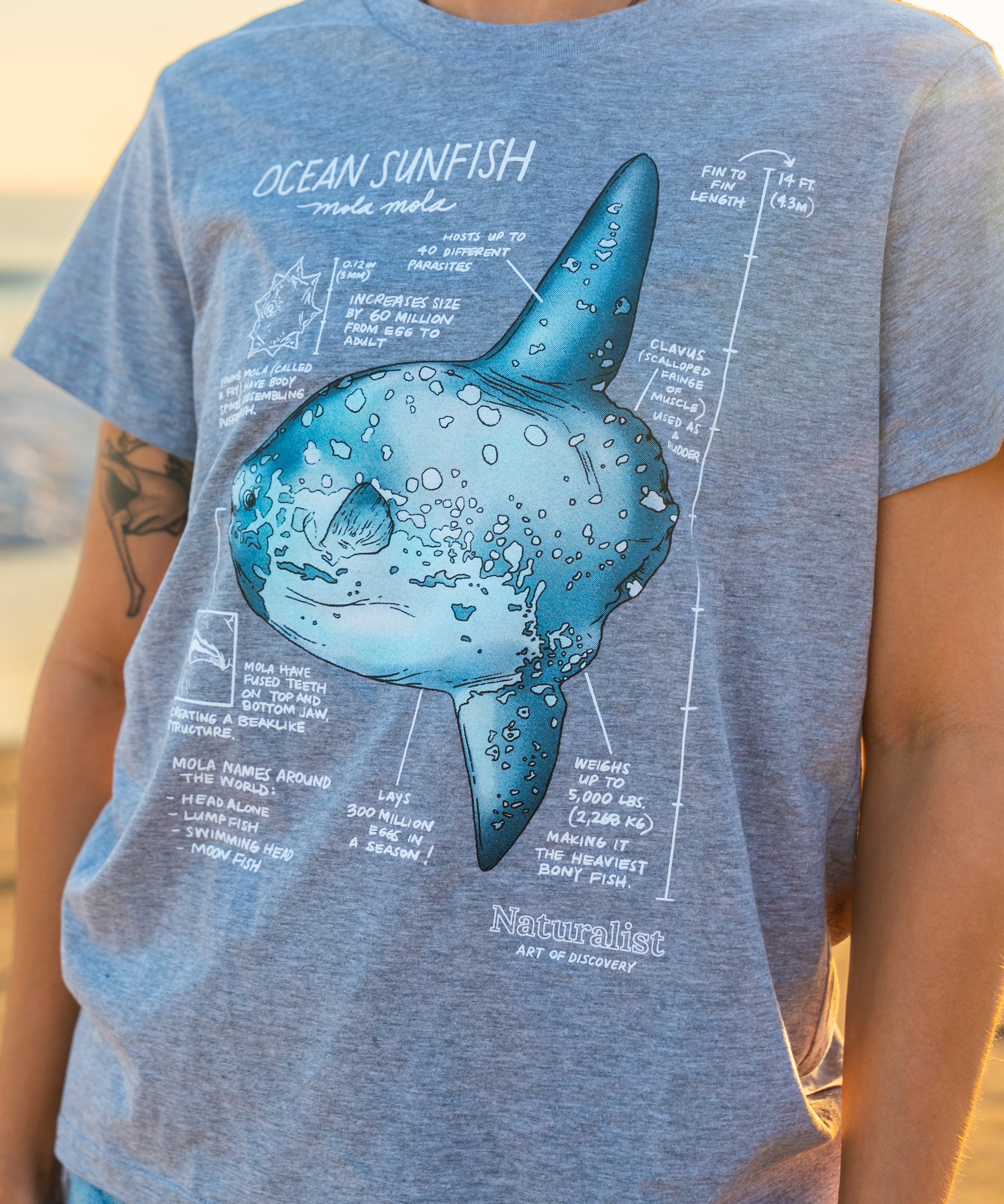 Person wearing a gray t-shirt with an ocean sunfish graphic and text.