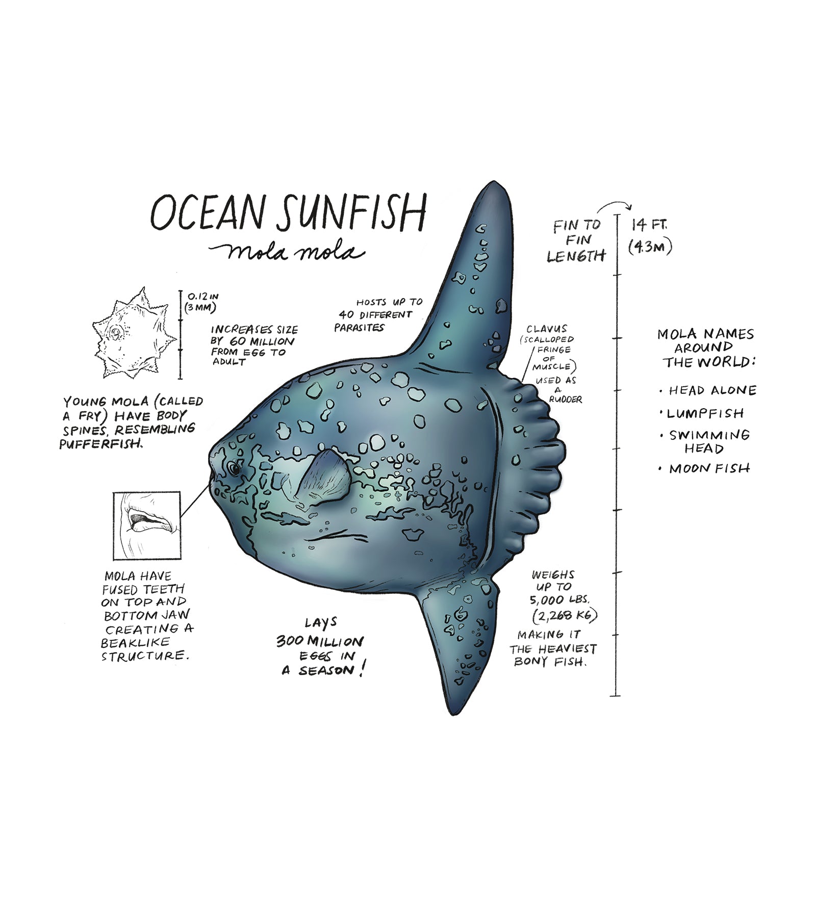 Diagram of an ocean sunfish with text and measurements on a white background