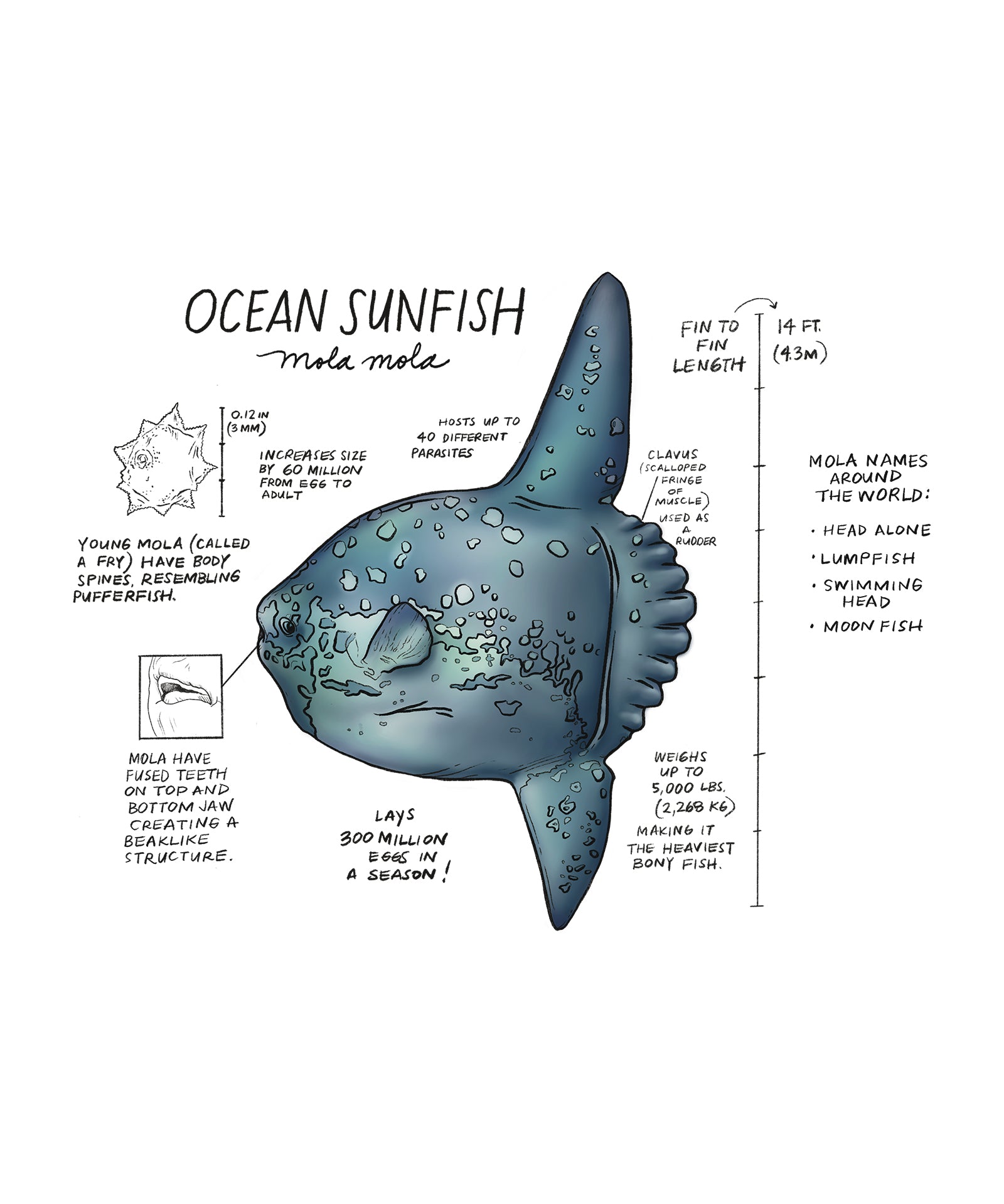 Diagram of an ocean sunfish with text and measurements on a white background