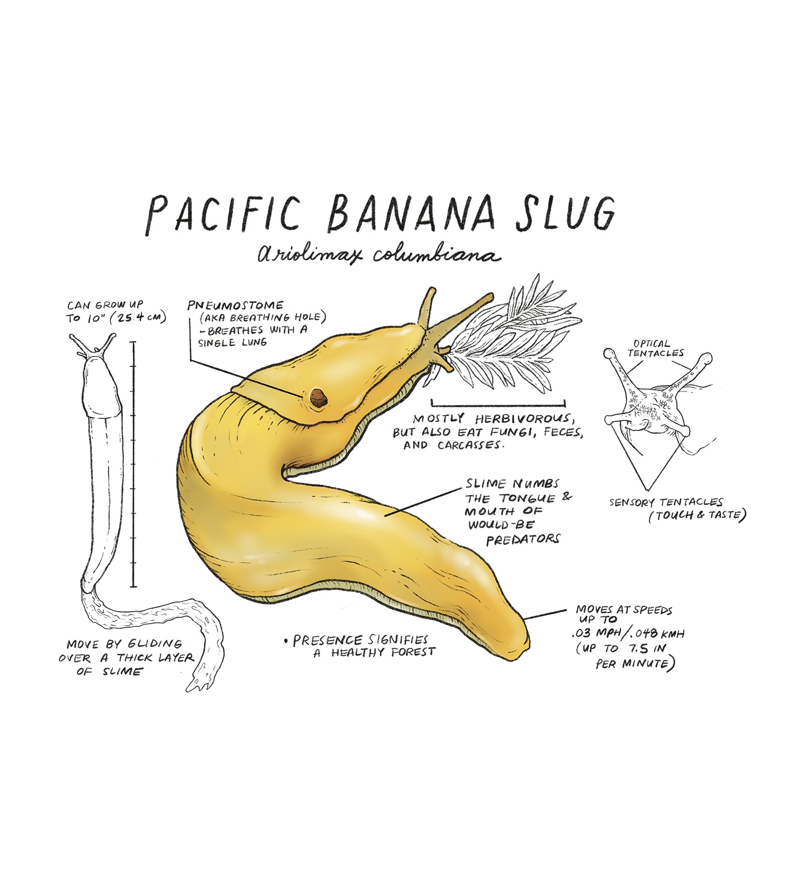 Illustration of a Pacific Banana Slug with labeled parts on a white background