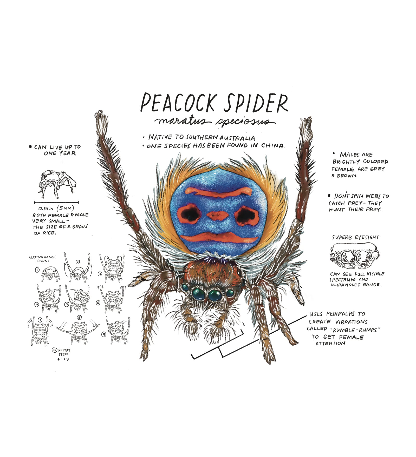 Illustration of a peacock spider with scientific name and descriptive text on a white background