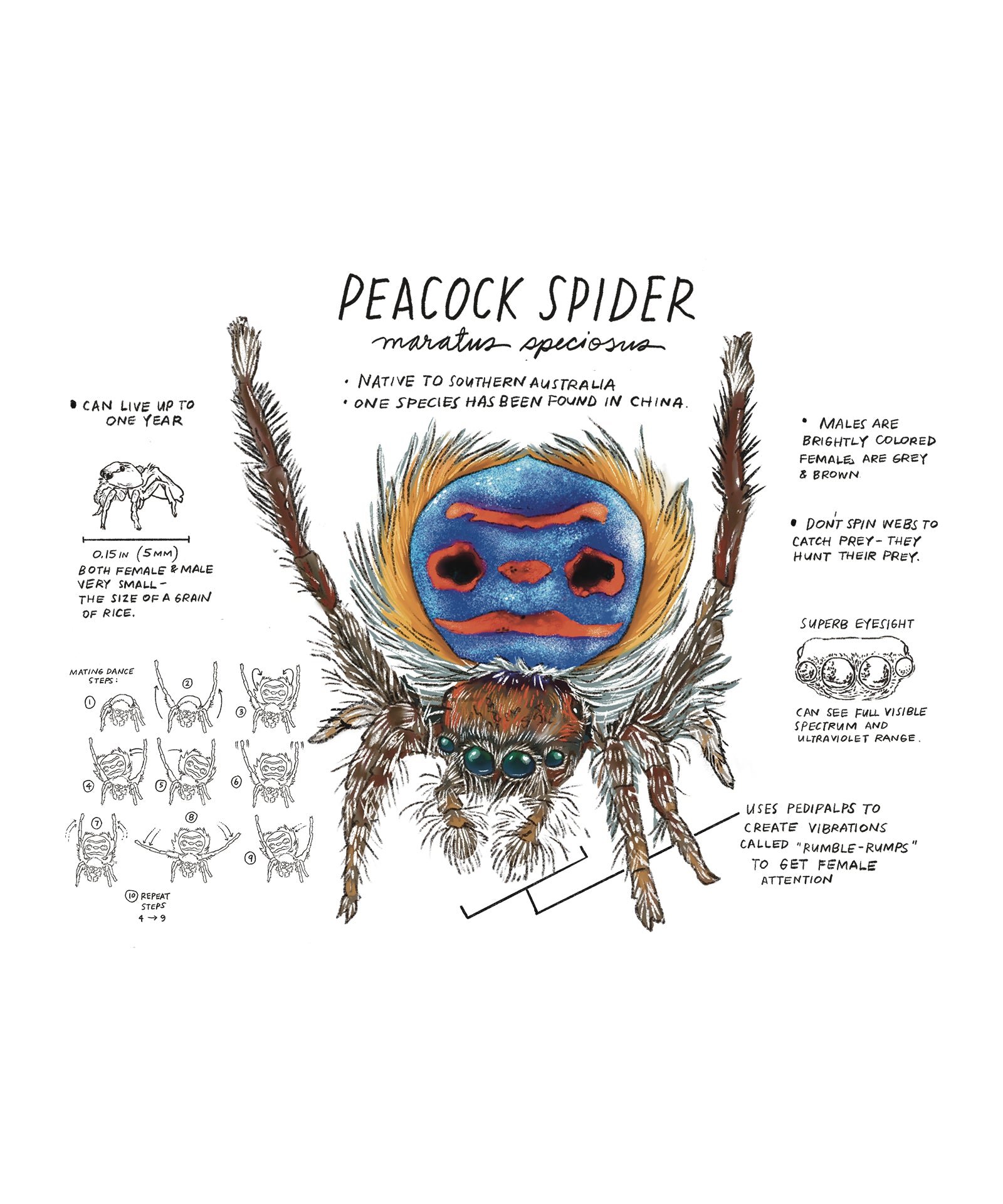 Illustration of a peacock spider with scientific name and descriptive text on a white background