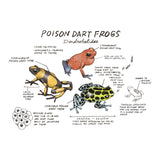 Illustration of poison dart frogs with text on a white background