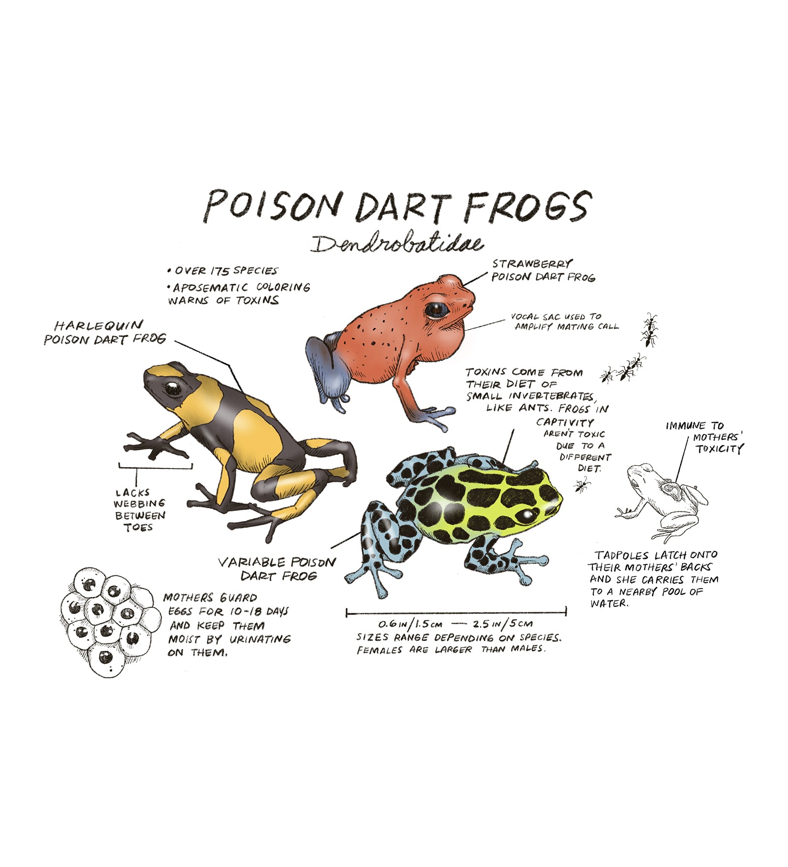 Illustration of poison dart frogs with text on a white background