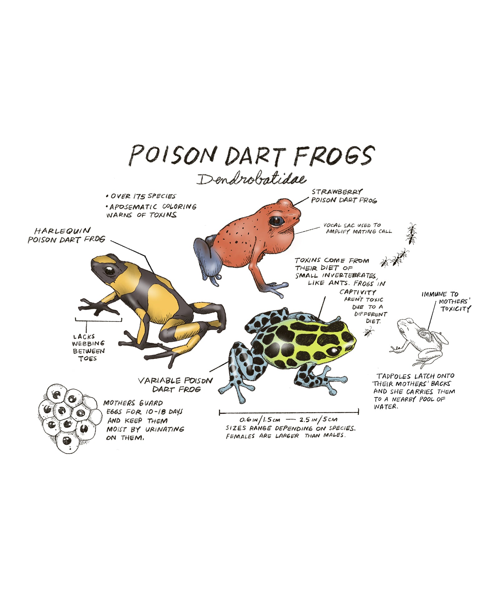 Illustration of poison dart frogs with text on a white background