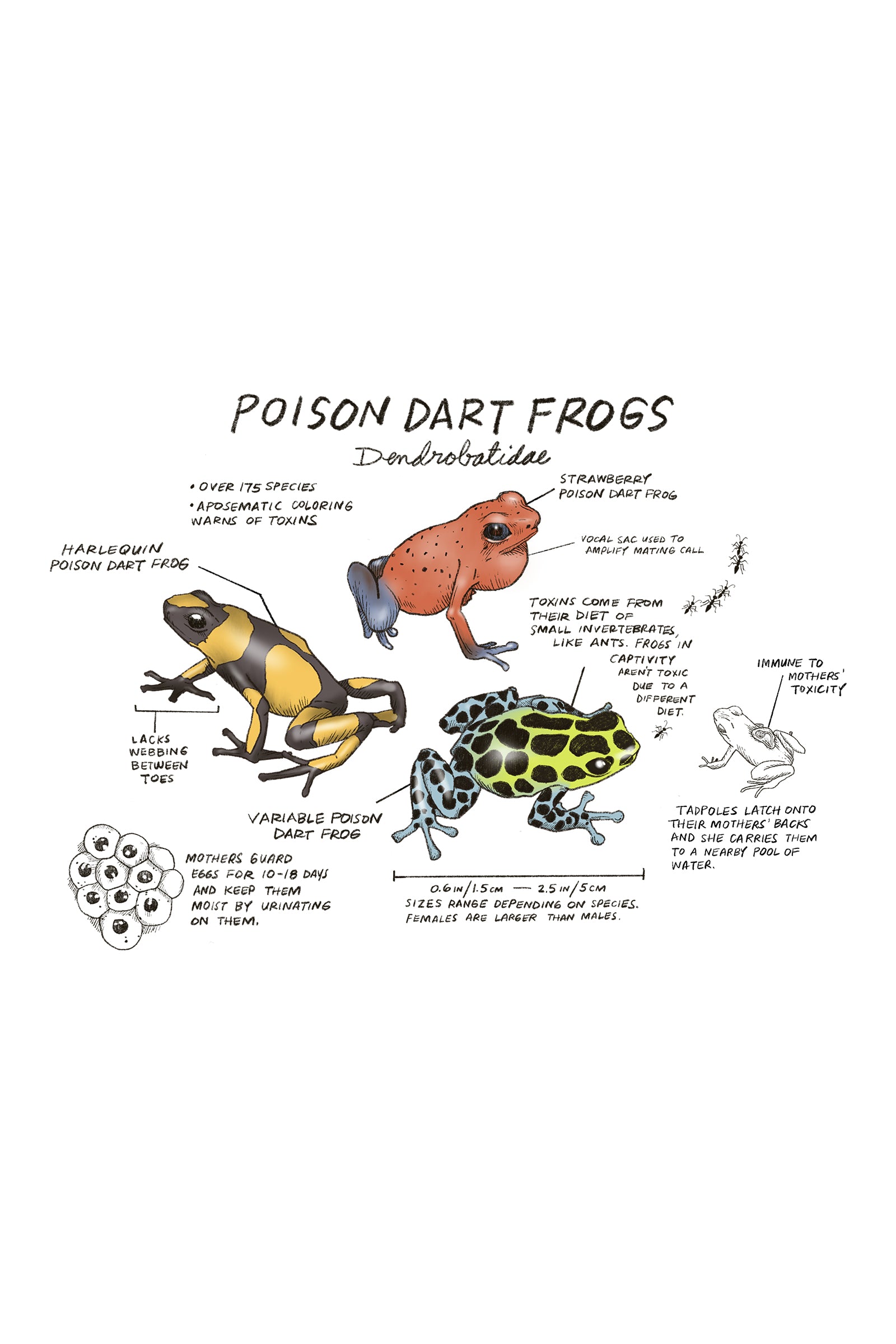 Illustration of poison dart frogs with text on a white background