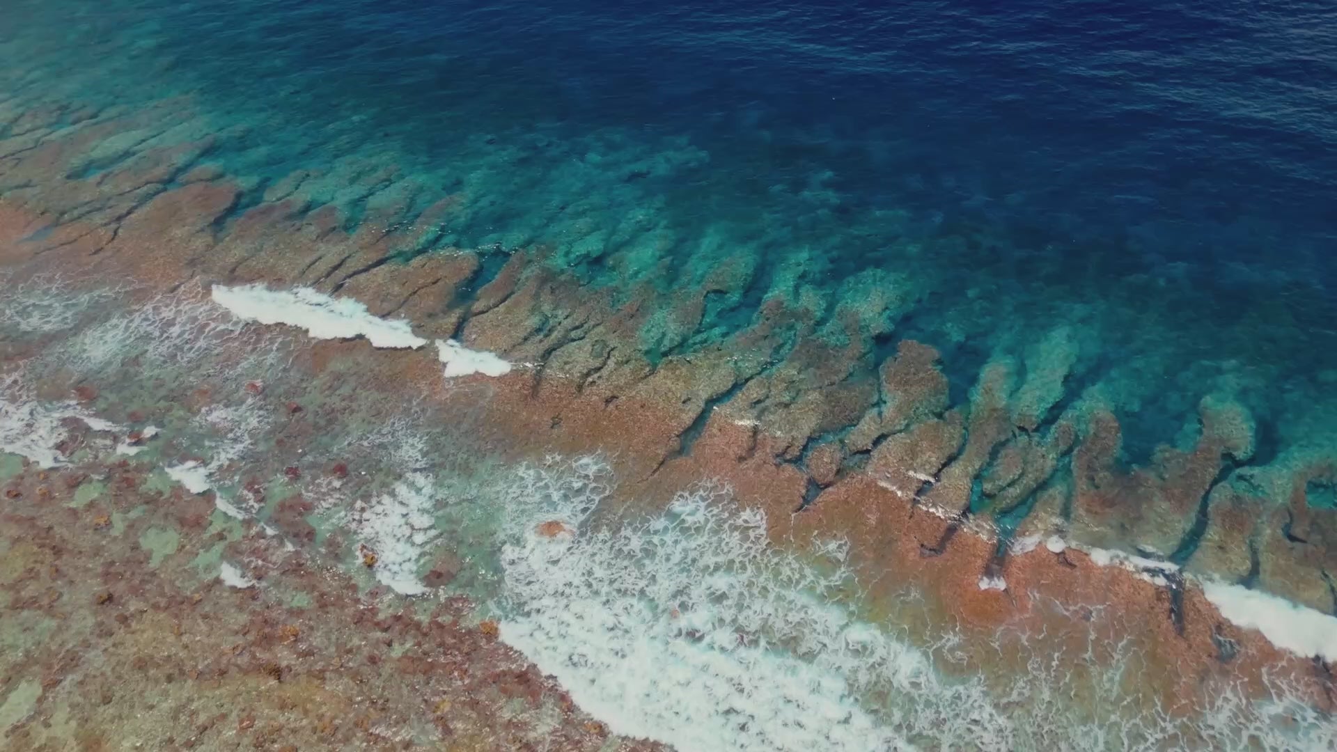 naturalist brand video