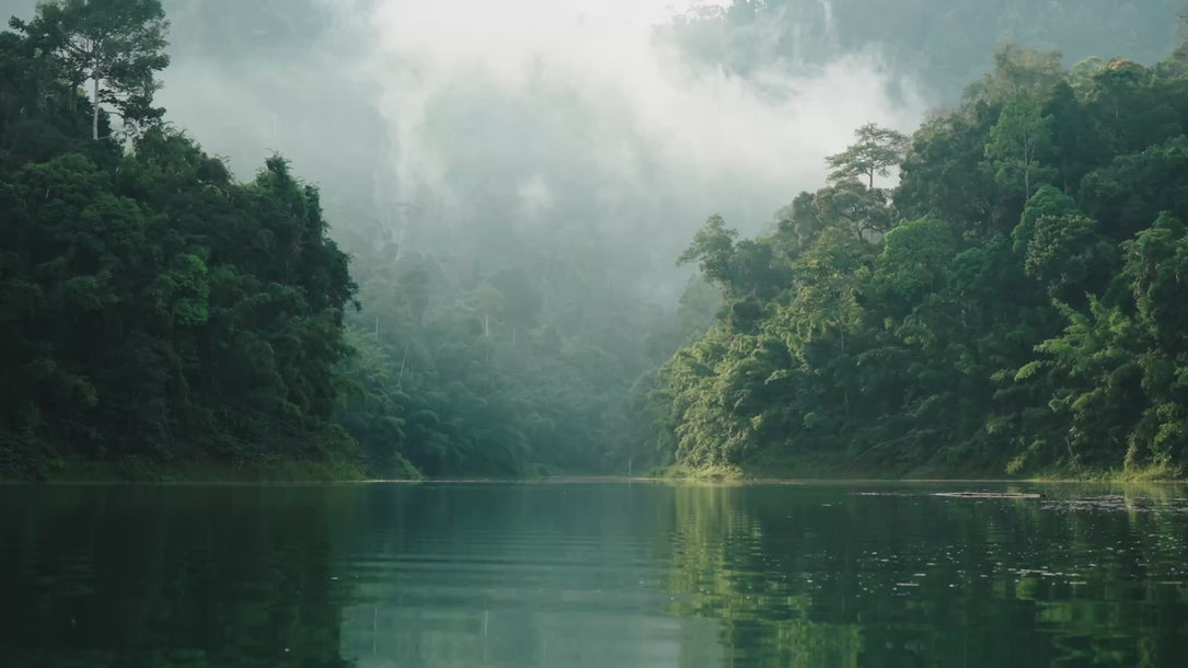 poison dart frog video