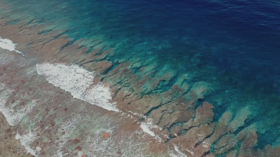 Blue ringed octopus video
