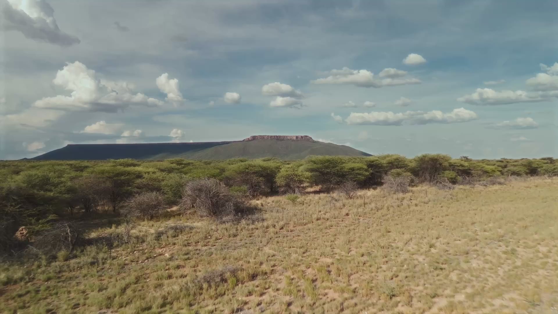 Meerkats in the wild