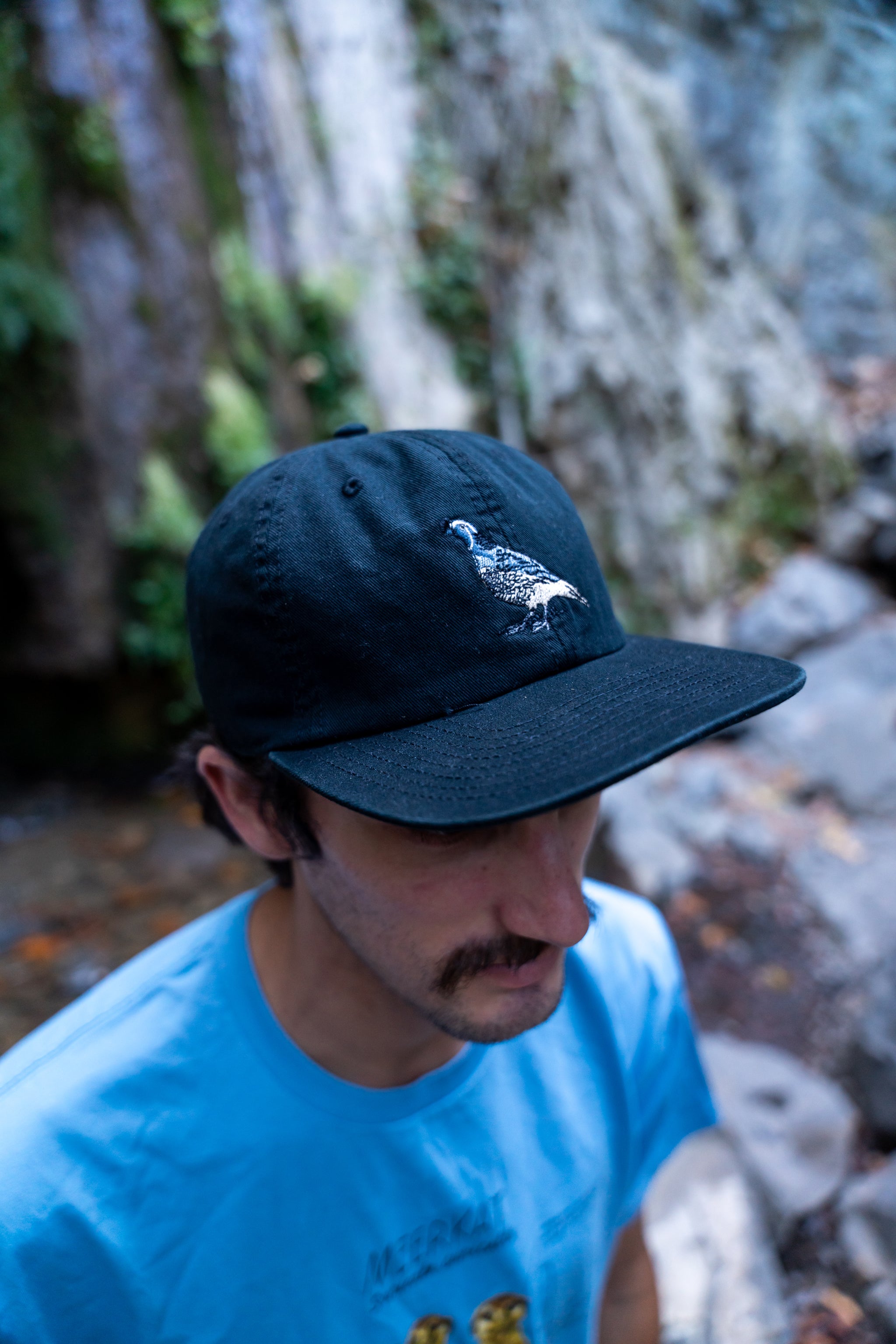 Person wearing a black cap with a california quail