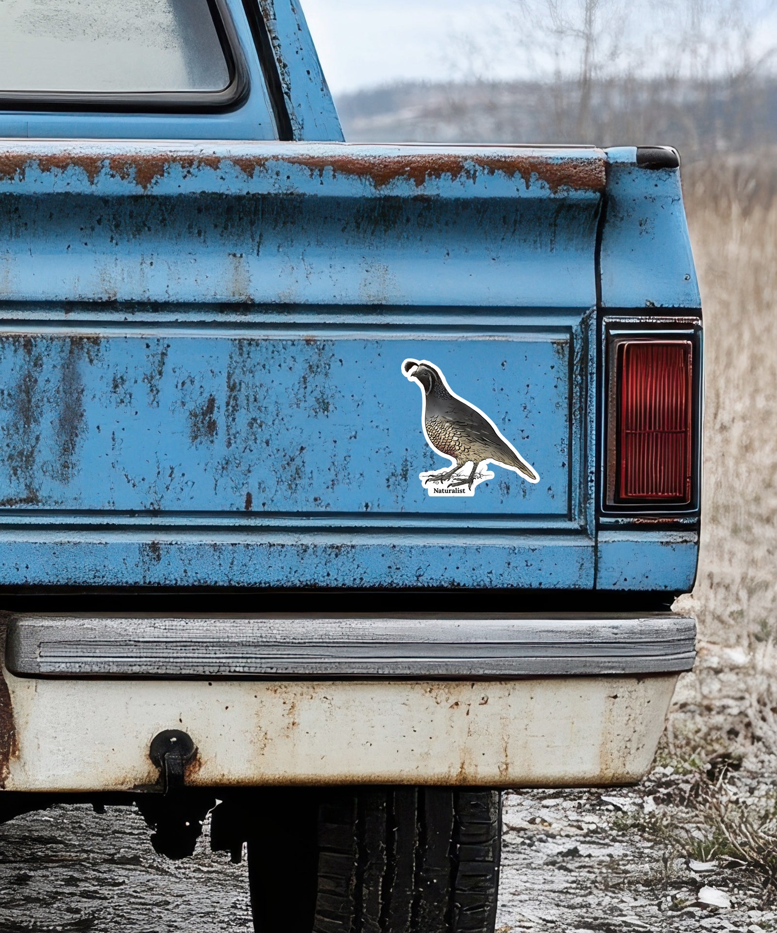 Rustic blue truck with a quail decal on the back, outdoors.
