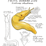 Illustration of a Pacific Banana Slug with scientific details on a white background