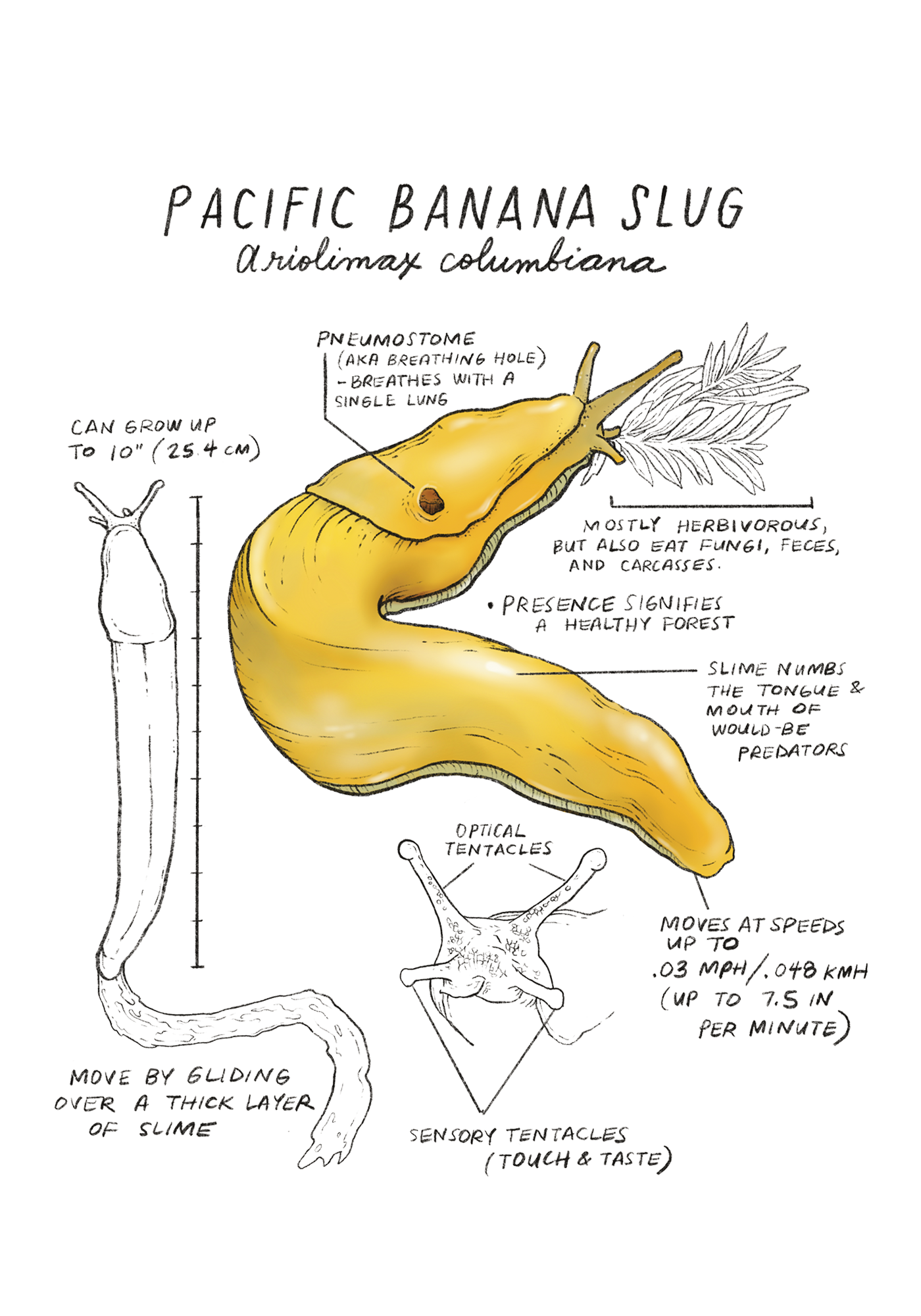 Illustration of a Pacific Banana Slug with scientific details on a white background