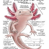 Illustration of an axolotl with scientific information and facts about it.