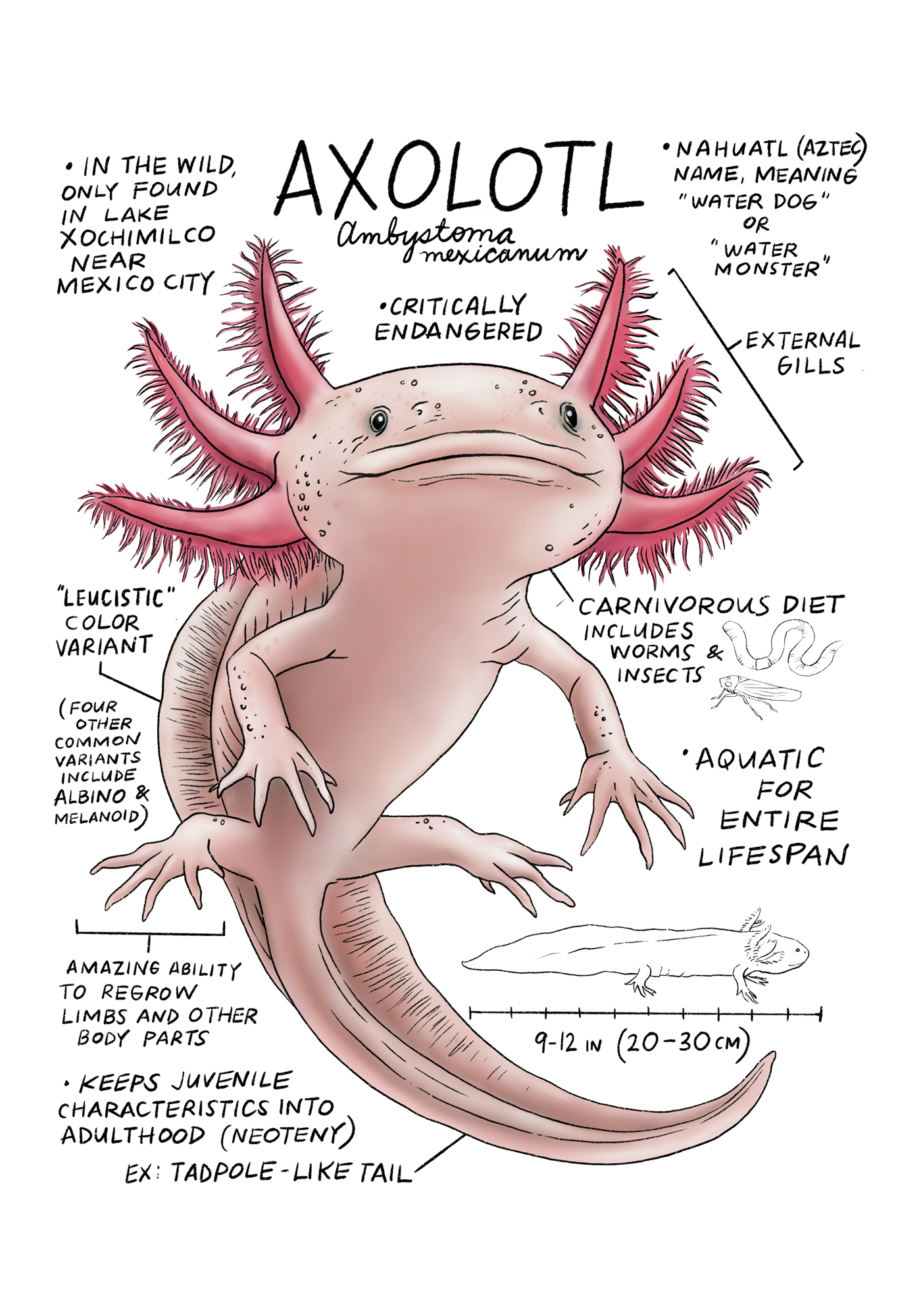 Illustration of an axolotl with scientific information and facts about it.