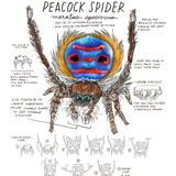 Illustration of a peacock spider with detailed features and labels on a white background