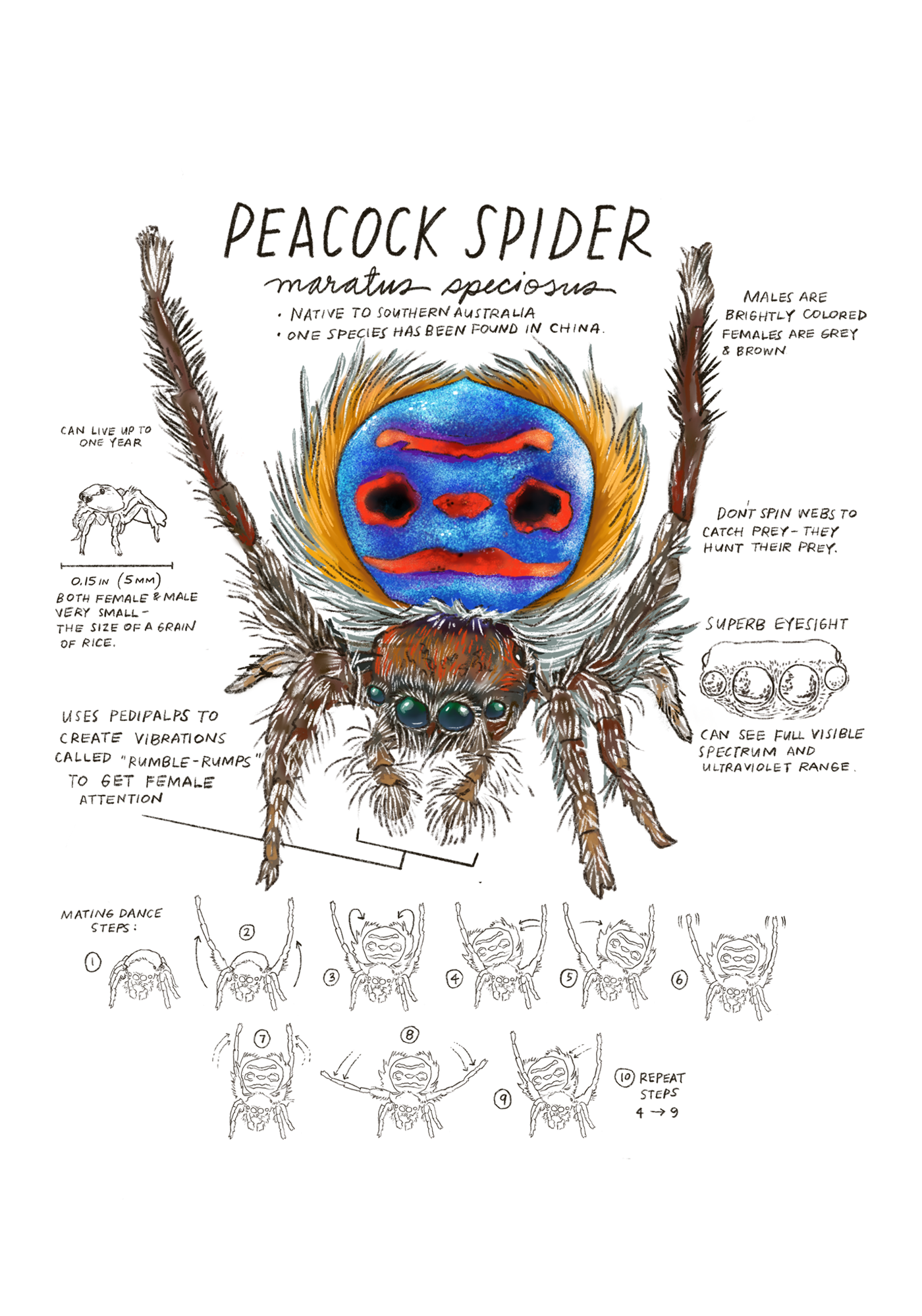 Illustration of a peacock spider with detailed features and labels on a white background