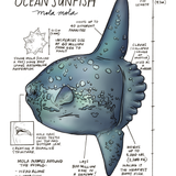 Illustration of an ocean sunfish with text and measurements on a white background