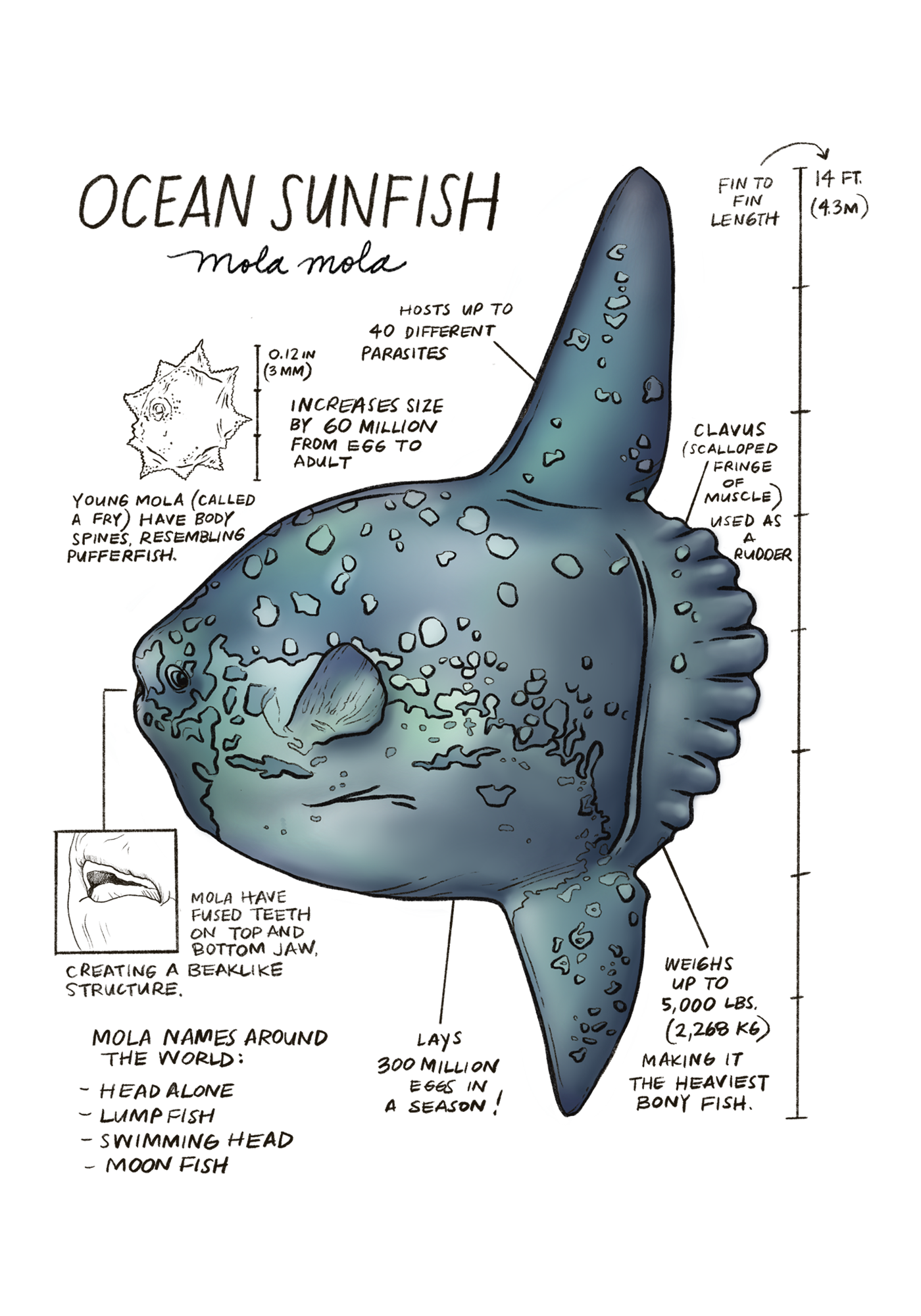 Illustration of an ocean sunfish with text and measurements on a white background