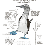 Illustration of a blue-footed booby with scientific labels on a white background
