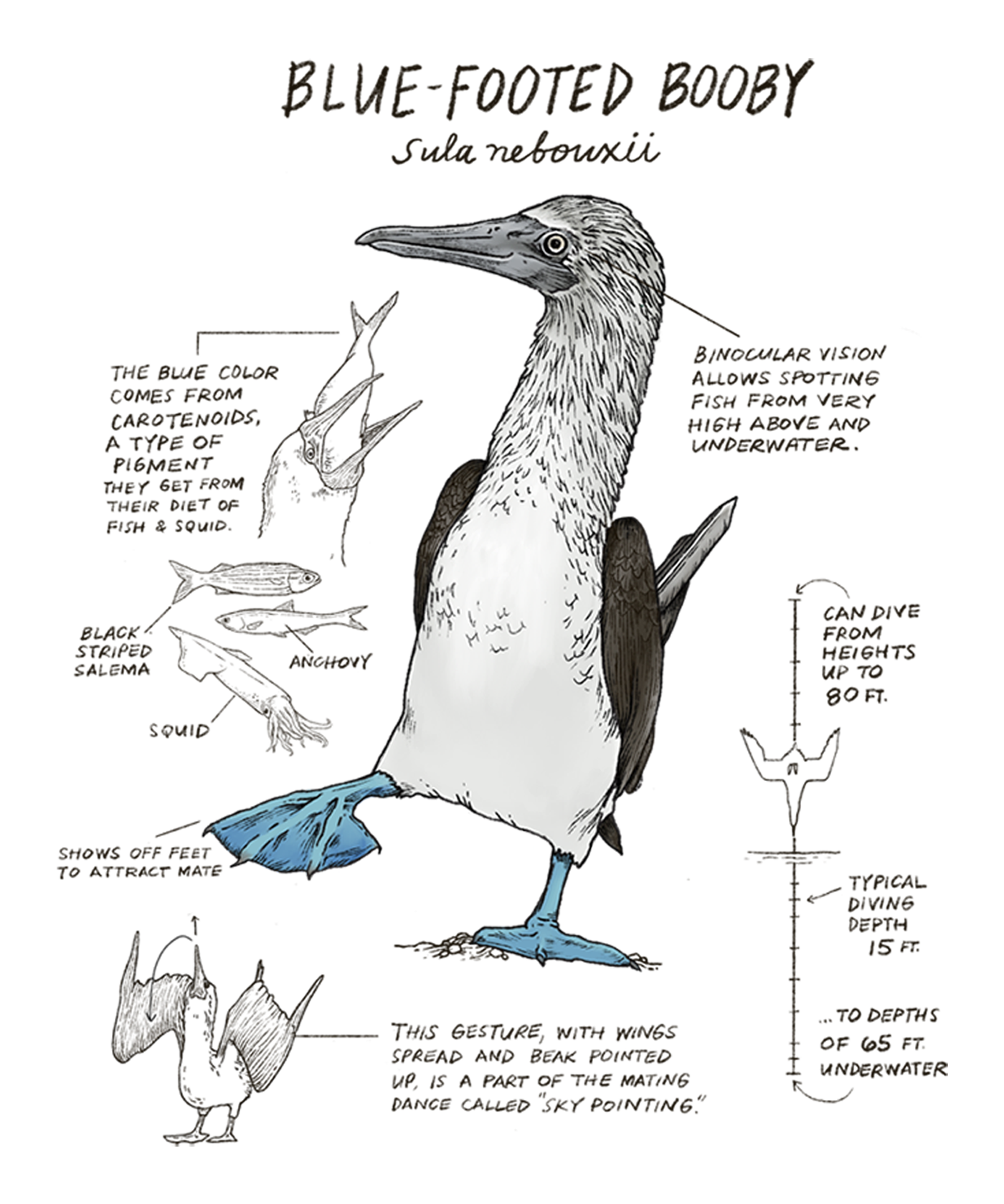 Illustration of a blue-footed booby with scientific labels on a white background