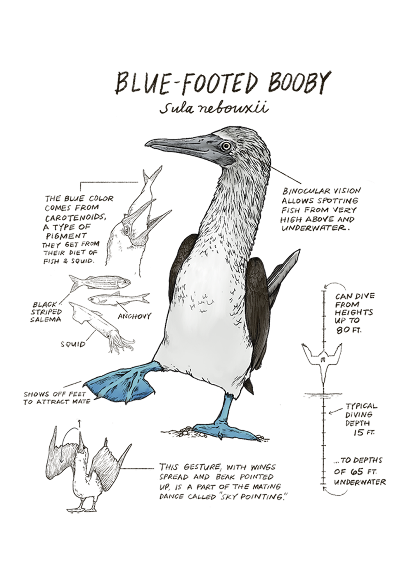 Illustration of a blue-footed booby with scientific labels on a white background