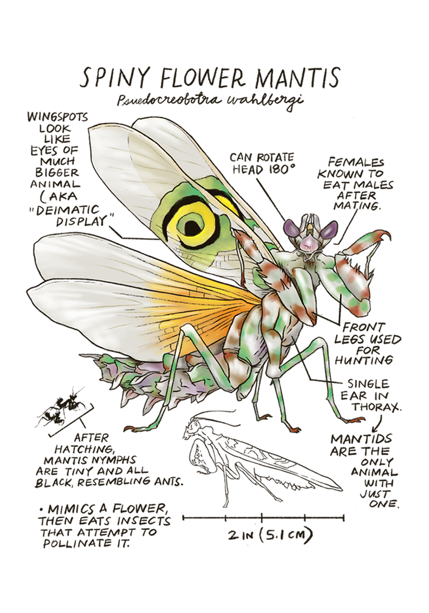 Illustration of a spiny flower mantis with labeled features on a white background