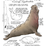 Illustration of a Northern Elephant Seal with labeled features and measurements on a white background.