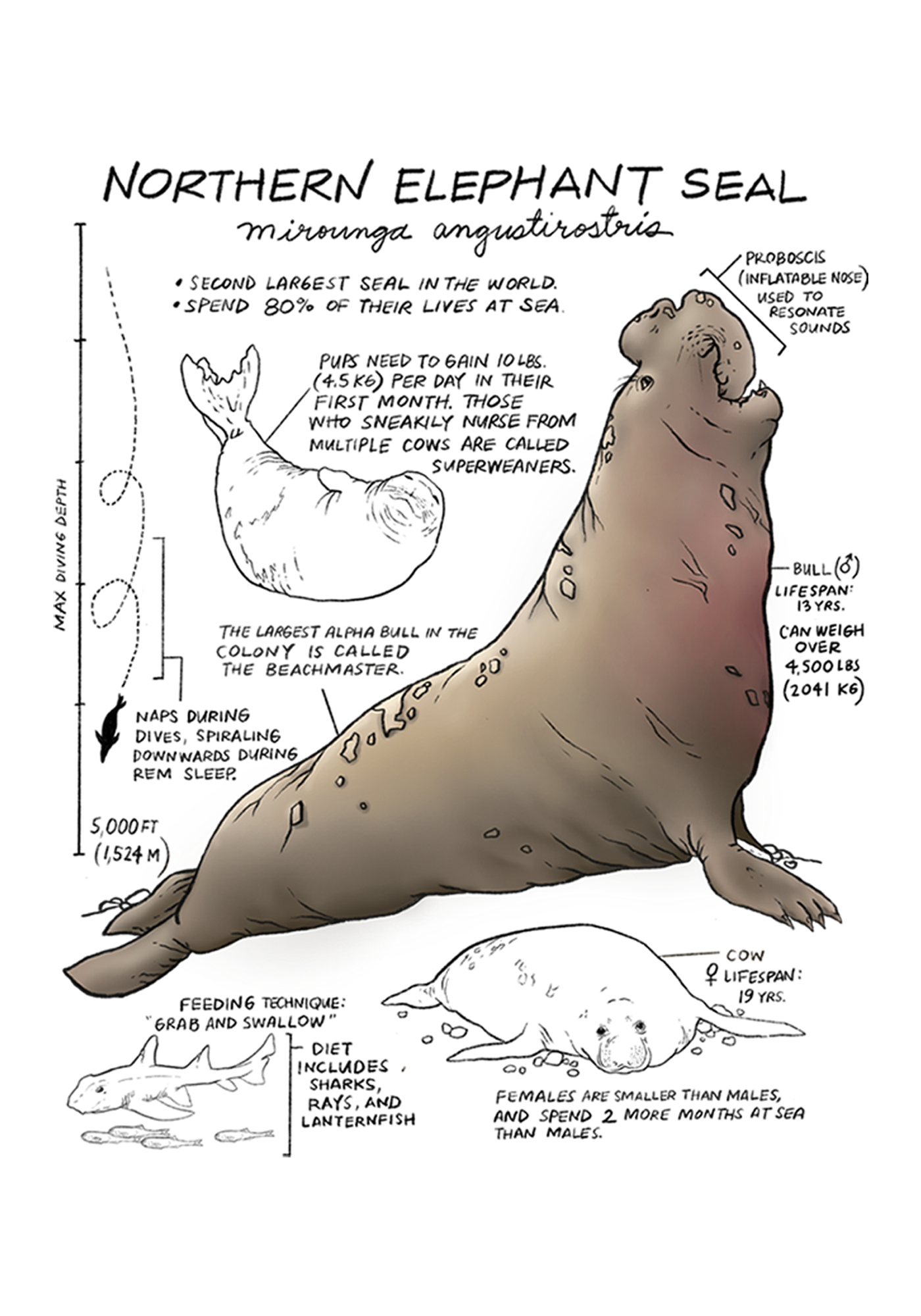 Illustration of a Northern Elephant Seal with labeled features and measurements on a white background.
