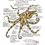 Illustration of a blue-ringed octopus with text on a white background
